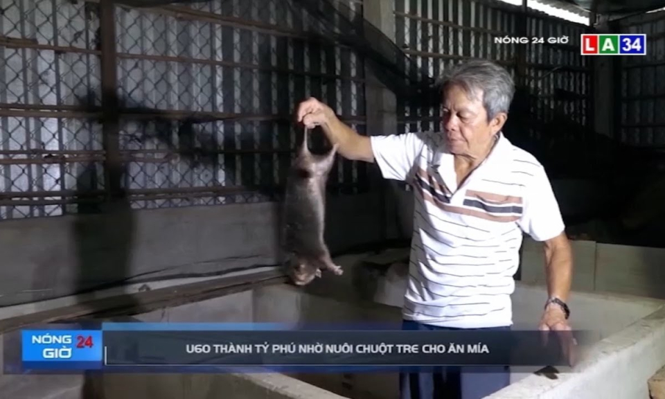 U60 thành tỷ phú nhờ nuôi chuột tre cho ăn mía