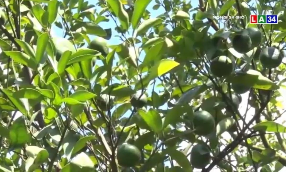 Làm giàu trên vùng đất khó &#8211; Trồng quýt đường bằng phân hữu cơ