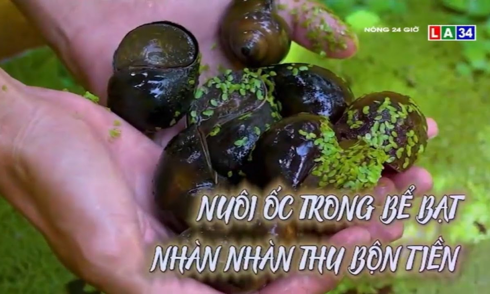 Nuôi ốc trong bể bạt &#8211; Nhàn nhàn thu bộn tiền