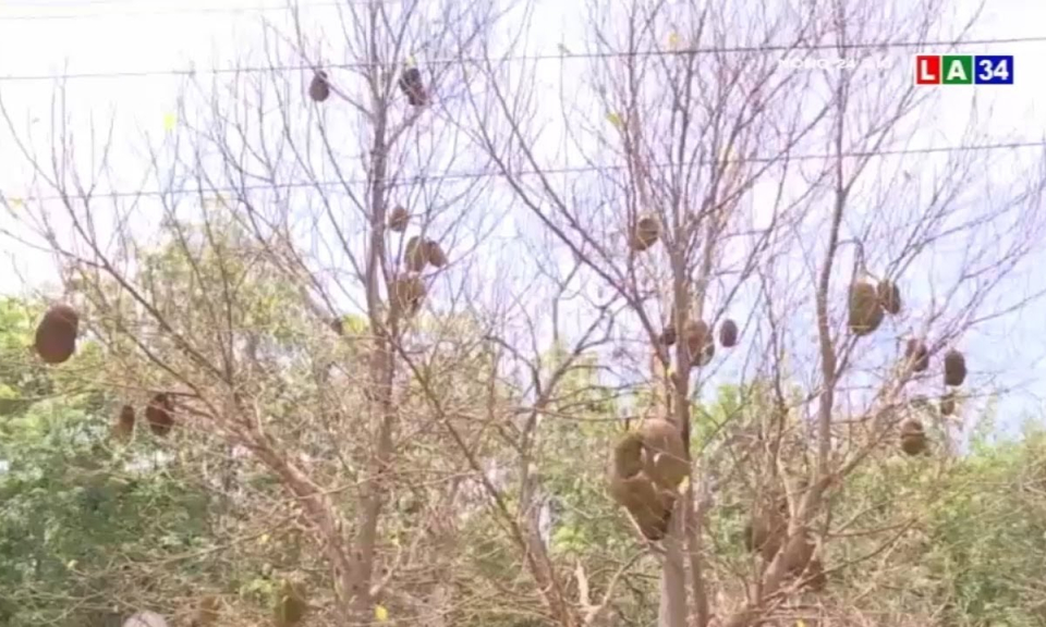 Bình Phước: Nông dân &#8220;méo mặt&#8221; vì bọ cánh cứng &#8220;tấn công&#8221;, ăn trụi lá cây trồng