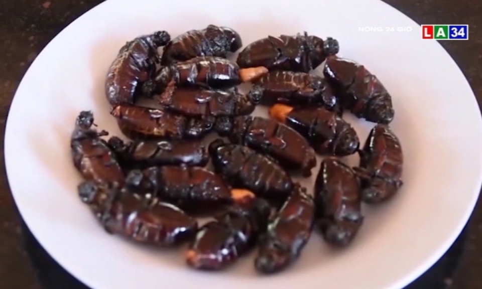 Bọ rầy Bảy Núi chiên giòn – đặc sản cực lạ ở An Giang