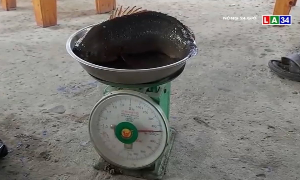 Tiền Giang: Cá rô đồng to hơn bàn chân người