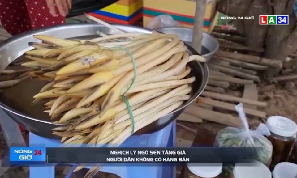 Nghịch lý ngó sen tăng giá, người dân không có hàng bán
