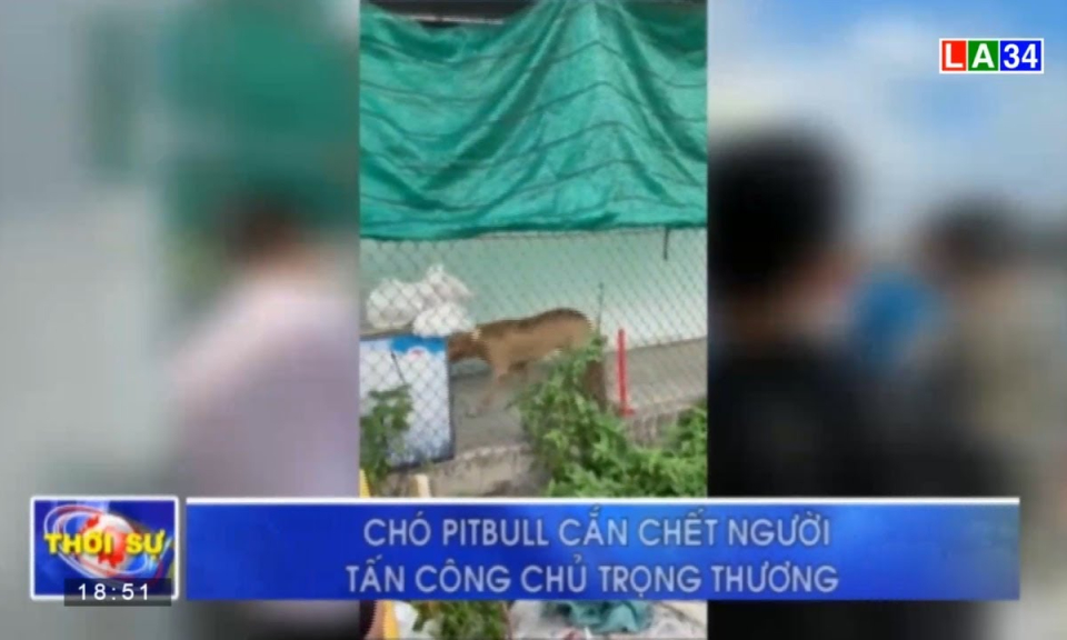 Thủ Thừa: Chó pitbull cắn chết người, tấn công chủ trọng thương