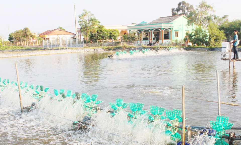 Cần Đước: 25,8 ha diện tích tôm phải thu hoạch sớm do nhiễm bệnh