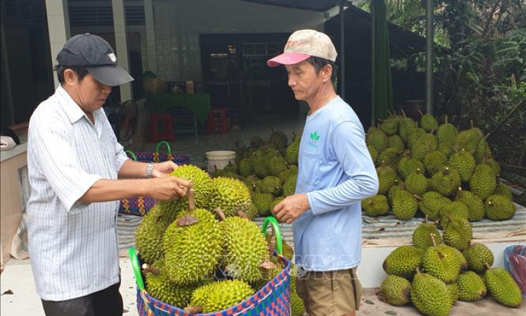 &#8216;Nghịch lý&#8217; sầu riêng đầu mùa được giá cao