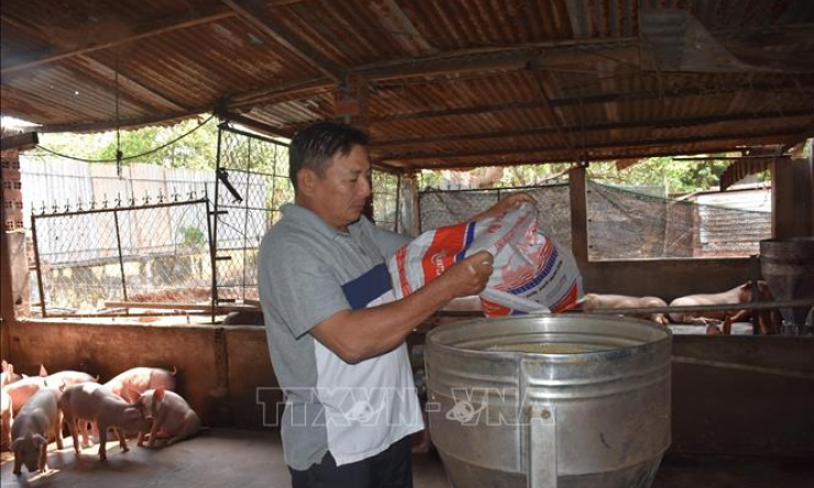 Giá nguyên liệu làm thức ăn chăn nuôi tăng cao khiến người sản xuất gặp khó