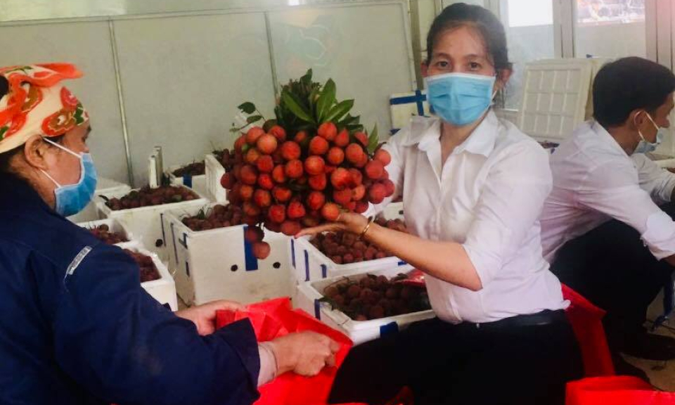 Bến Lức: Chung tay hỗ trợ tiêu thụ Vải thiều cho nông dân Bắc Giang