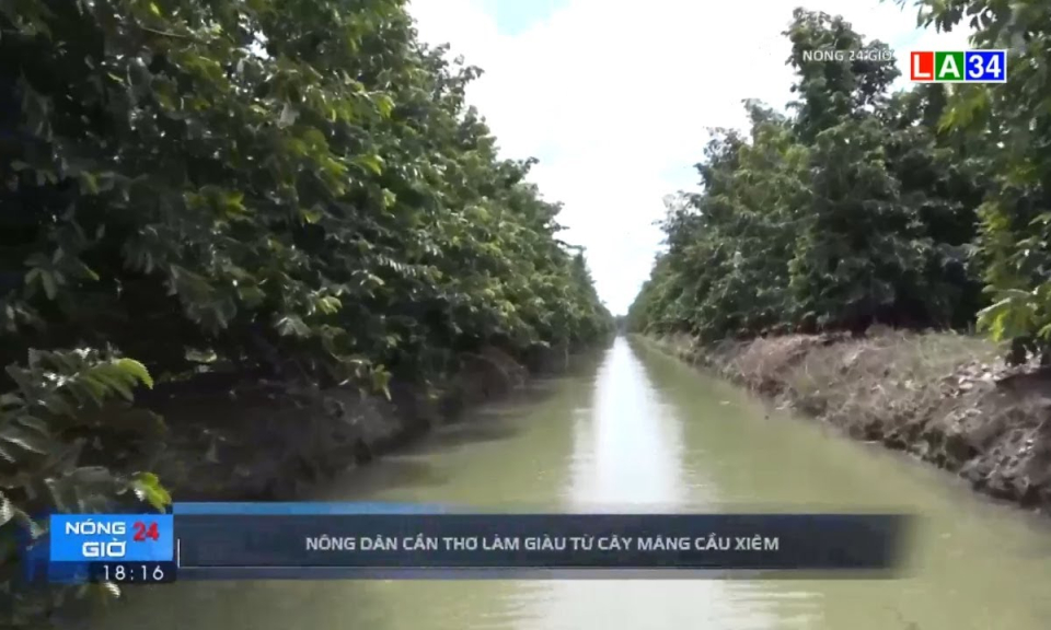 Nông dân Cần Thơ làm giàu từ cây mãng cầu xiêm
