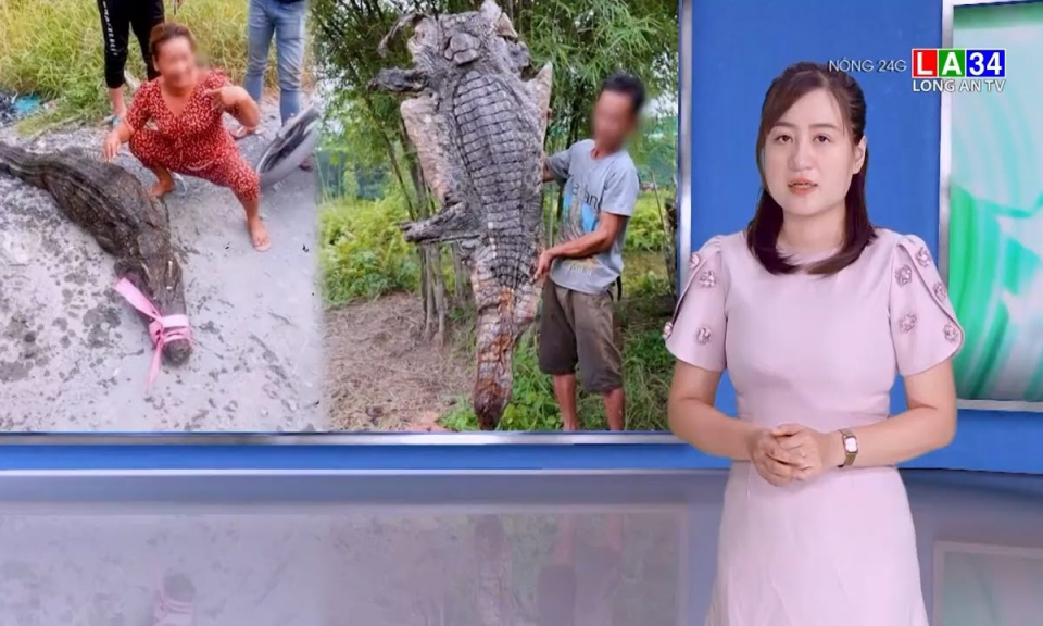 Bình Chánh: Người dân phát hiện 5 con cá sấu, mới bắt được 4 con