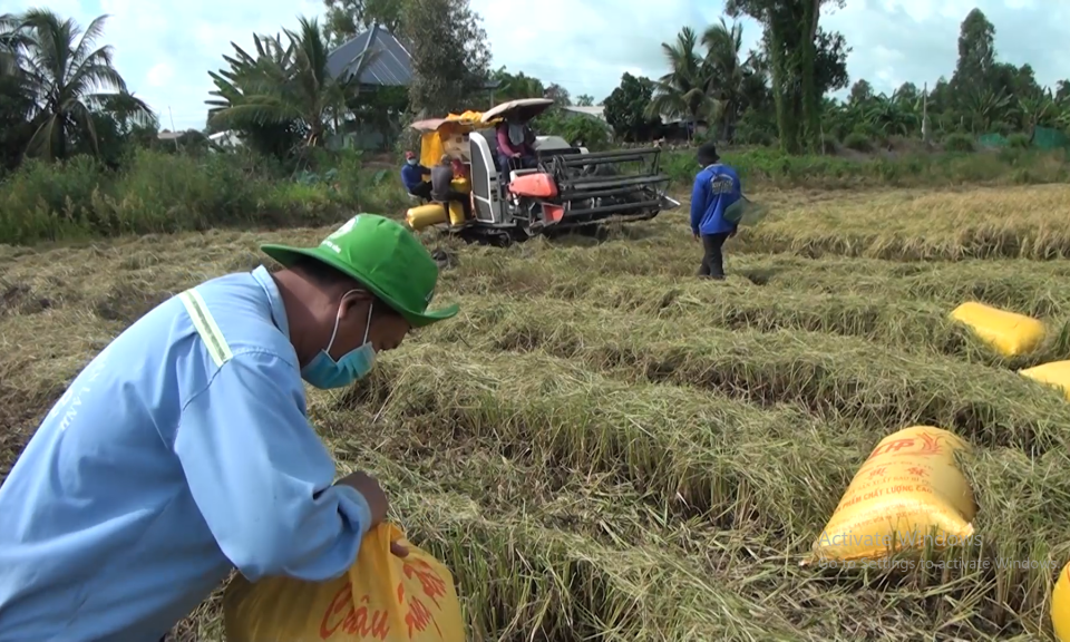 Tân Hưng: Giá lúa hè thu 2021 giảm mạnh