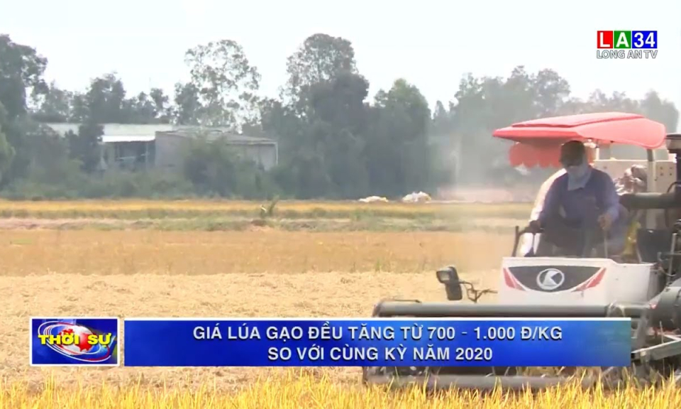 Giá lúa gạo điều tăng từ 700 &#8211; 1.000 đ/kg so với cùng kỳ năm 2020