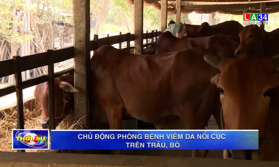 Chủ động phòng bệnh viêm da nổi cục trên trâu, bò