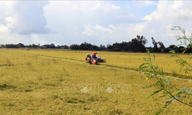 Đầu tư 440 tỷ đồng hỗ trợ hợp tác xã phát triển vùng nguyên liệu nông lâm sản