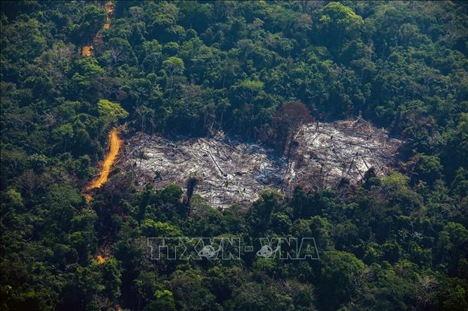 Rừng Amazon bị tàn phá nghiêm trọng  Báo Dân tộc và Phát triển