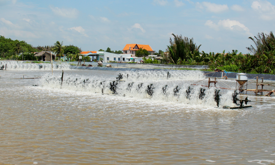 Cần Đước khó khăn trong tiêu thụ tôm