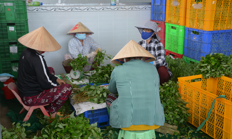 Cần Giuộc: Giá rau xanh tăng nhưng tôm không có nơi tiêu thụ