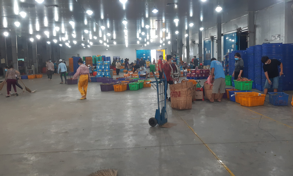Châu Thành bảo đảm &#8220;3 tại chổ&#8221; trong thu mua, tiêu thụ thanh long