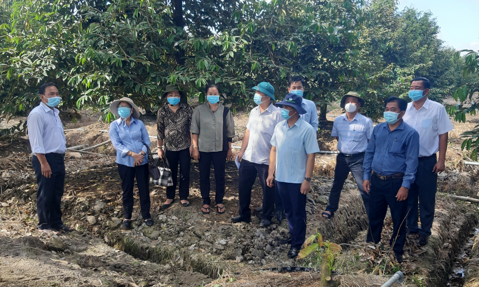 Tân Thạnh: Tham quan mô hình trồng cây ăn quả xã Tân Lập