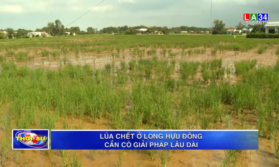 Lúa chết ở Long Hựu Đông cần có giải pháp lâu dài