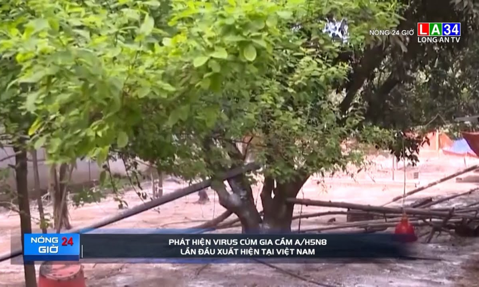 Phát hiện virus cúm gia cầm A/H5N8 lần đầu xuất hiện tại Việt Nam