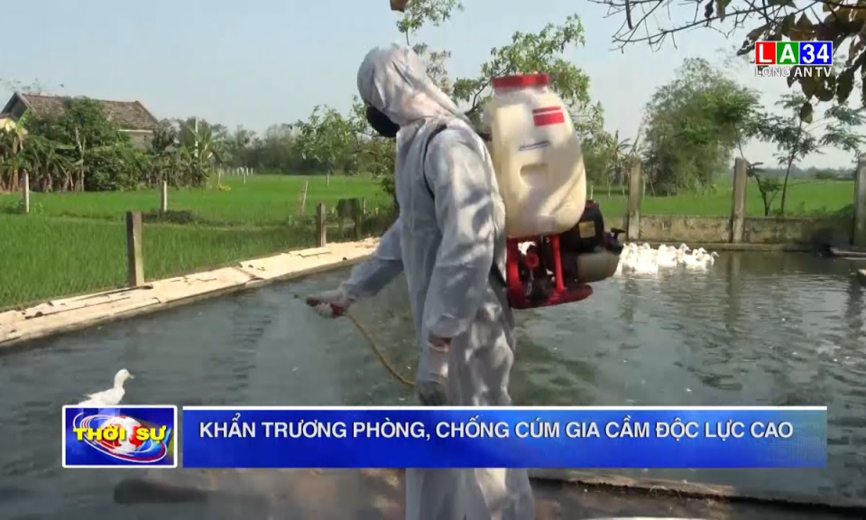 Khẩn trương phòng, chống cúm gia cầm độc lực cao