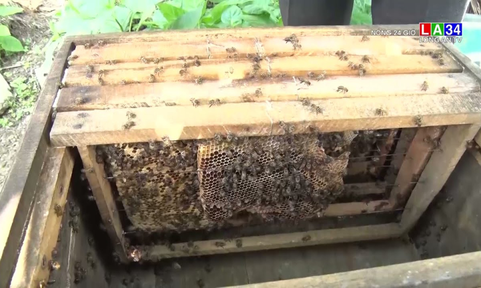 Làm giàu từ nghề nuôi ong thiên nhiên lấy mật