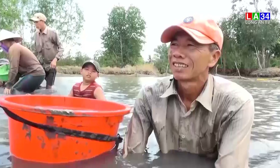 Hiệu quả việc để sò huyết &#8221;sống chung 1 nhà&#8221; với tôm