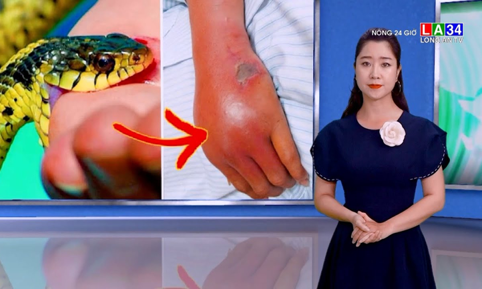 Tai nạn rắn cắn gia tăng vào mùa mưa
