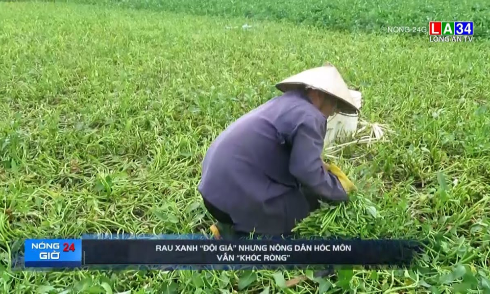 Rau xanh &#8220;đội giá&#8221; nhưng nông dân Hóc Môn vẫn &#8220;khóc ròng&#8221;