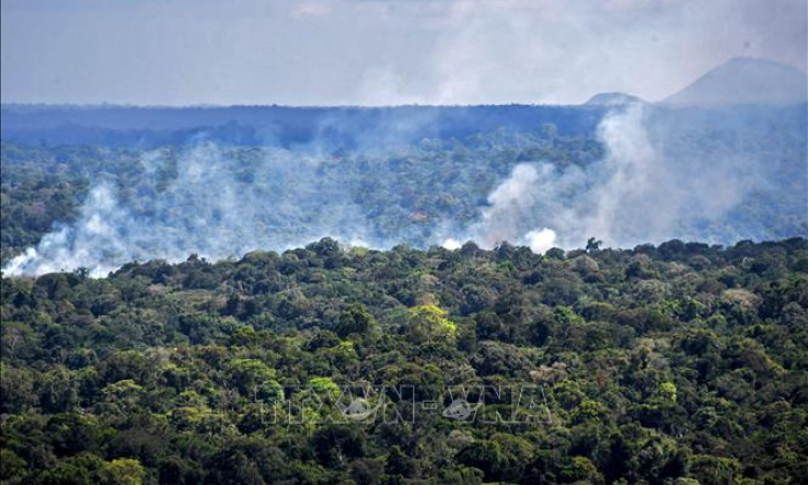 Hơn 75 rừng nhiệt đới Amazon mất khả năng phục hồi