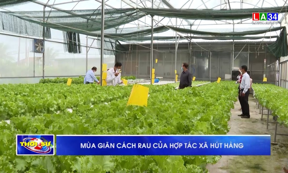Mùa giãn cách rau của hợp tác xã hút hàng