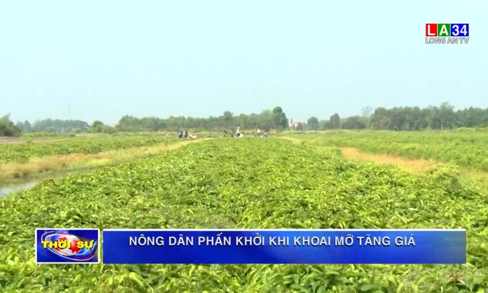 Nông dân phấn khởi khi khoai mỡ tăng giá