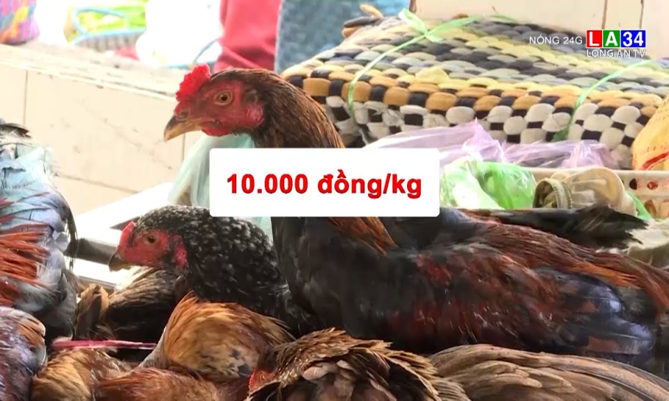 Giá thịt gà rẻ như cho