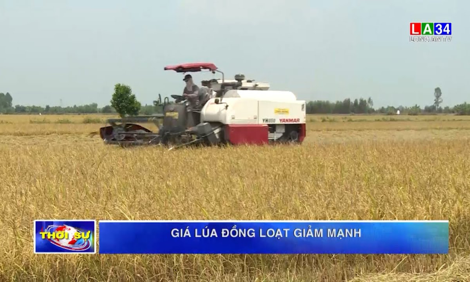 Giá lúa đồng loạt giảm