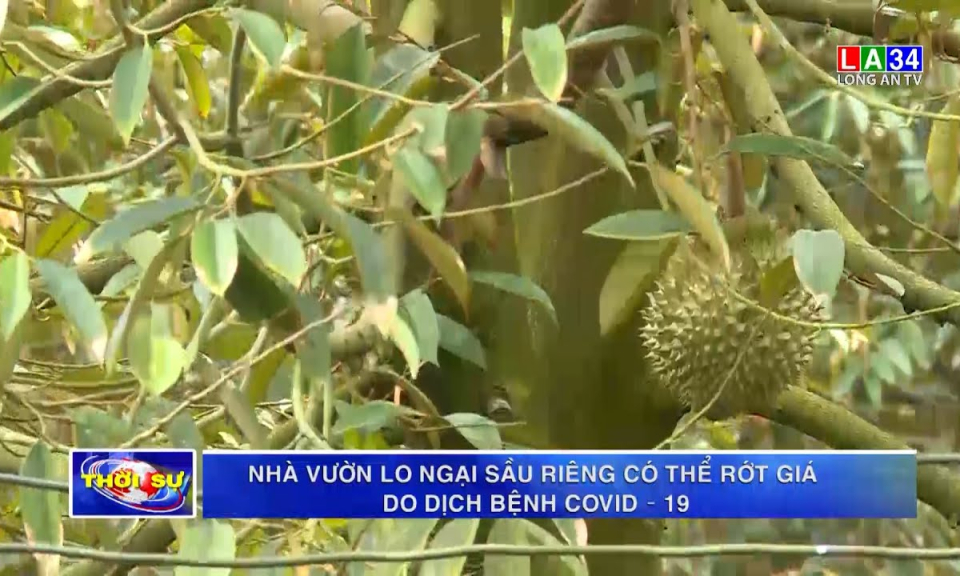 Nhà vườn lo ngại sầu riêng có thể rớt giá do dịch bệnh Covid-19