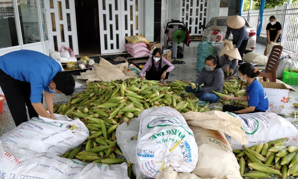 Tân Hưng: Chung tay “giải cứu” gần 9 tấn bắp