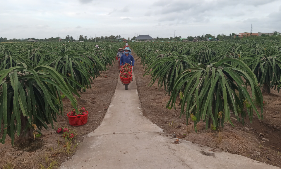 Nông dân Tân Trụ lao đao khi không tiêu thụ được thanh long