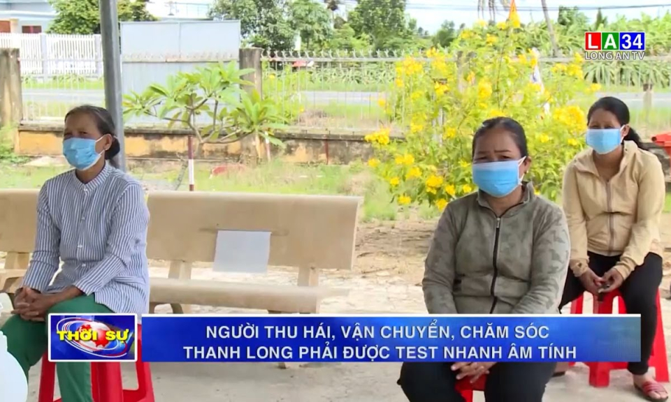 Người thu hái, vận chuyển, chăm sóc thanh long phải được test nhanh âm tính