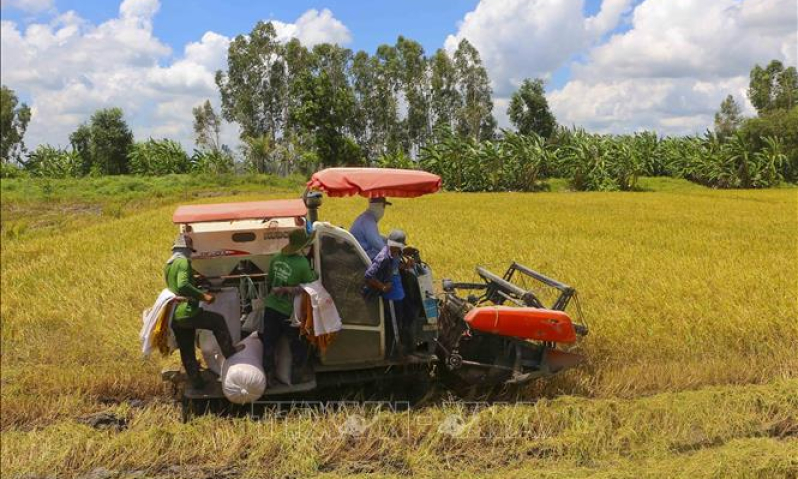 Ngân hàng hỗ trợ doanh nghiệp thu mua, tạm trữ thóc, gạo tại Đồng bằng sông Cửu Long