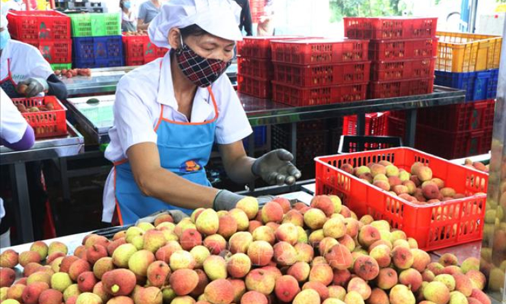 Làm gì để khắc phục đứt gãy chuỗi cung ứng?