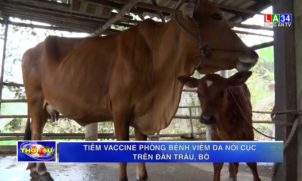 Tiêm vaccine phòng bệnh viêm da nổi cục trên đàn trâu, bò