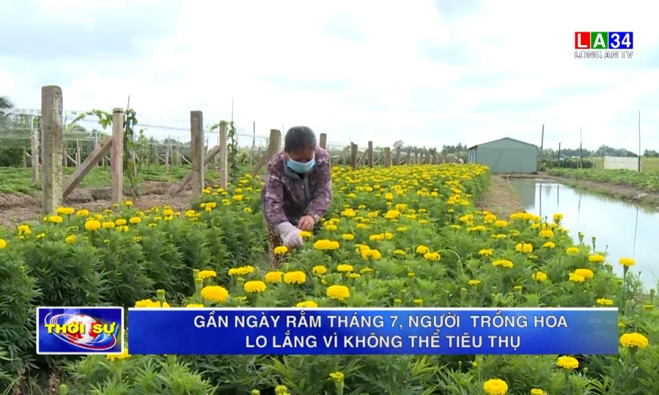Gần ngày Rằm tháng 7, người trồng hoa lo lắng vì không thể tiêu thụ
