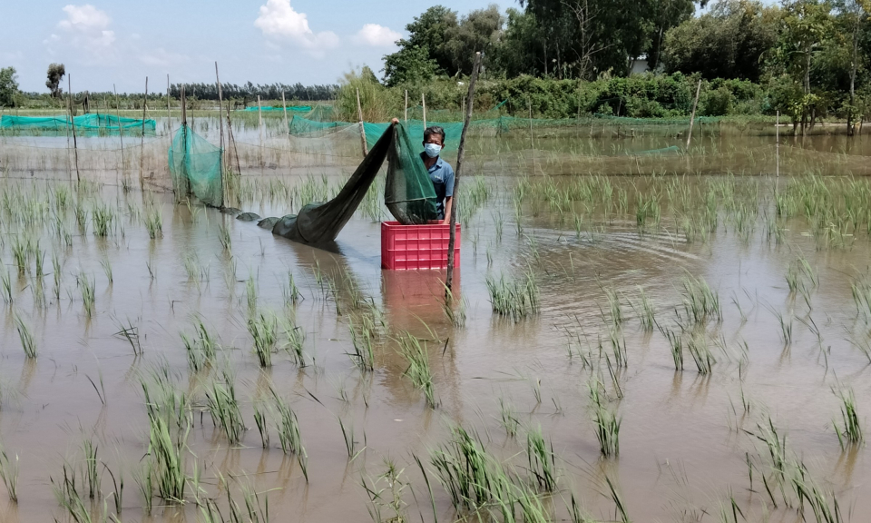 Tân Hưng: Người dân đợi lũ từng ngày
