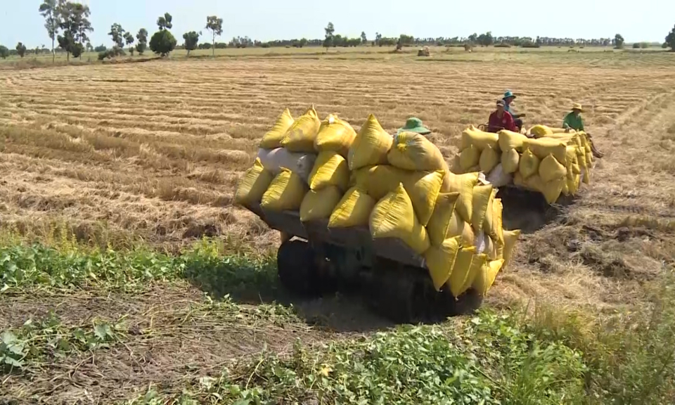 Ngành nông nghiệp Long An tập trung triển khai kế hoạch phục hồi sản xuất
