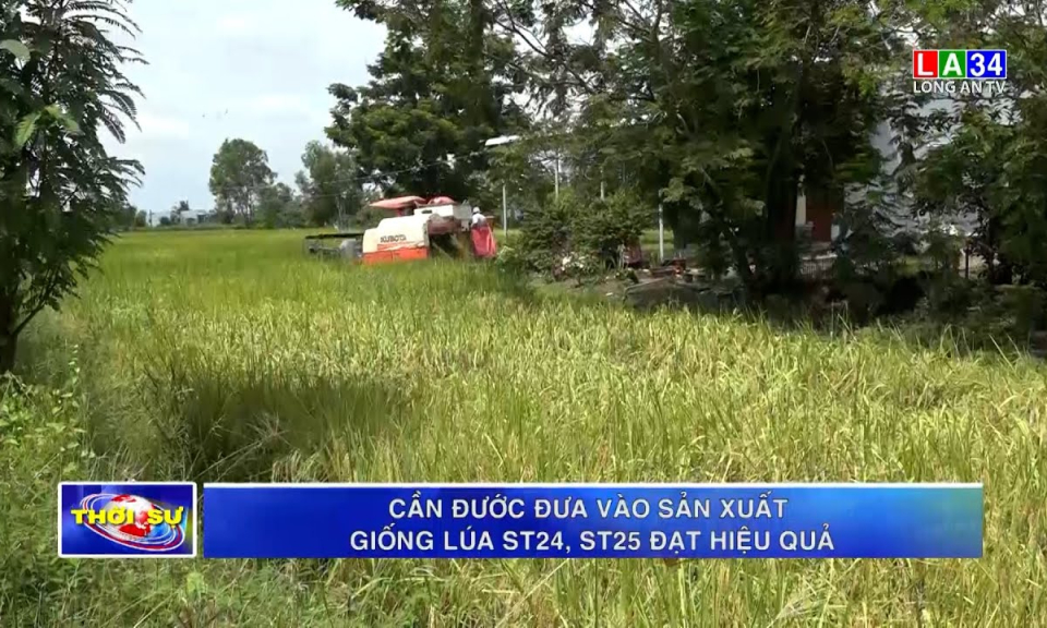 Cần Đước đưa vào sản xuất giống lúa ST24, ST25 đạt hiệu quả