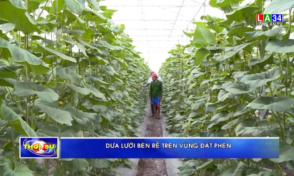 Dưa lưới bén rễ trên vùng đất phèn