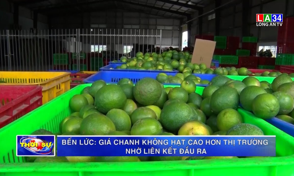 Bến Lức: Giá chanh không hạt cao hơn thị trường nhờ liên kết đầu ra