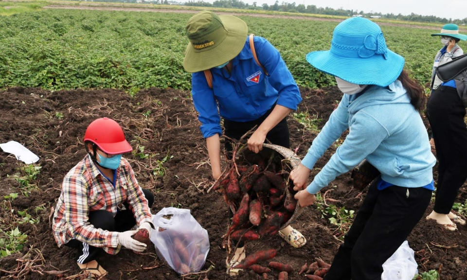 Thúc đẩy sản xuất, tiêu thụ và xuất khẩu nông sản trong bối cảnh phòng, chống dịch