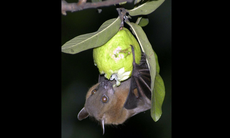 Chuyên gia cảnh báo virus Nipah có thể trở thành mối đe doạ toàn cầu như COVID-19